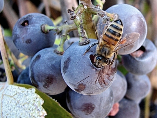 Biowein ohne Sulfite Vegan biodynamisch organic umweltschonend biologisch